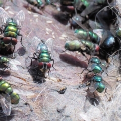 Chrysomya sp. (genus) (A green/blue blowfly) at Booth, ACT - 13 Jan 2019 by KenT