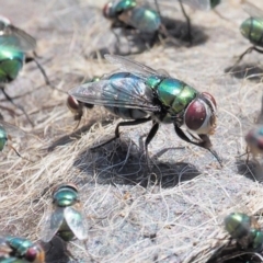 Chrysomya sp. (genus) at Booth, ACT - 14 Jan 2019