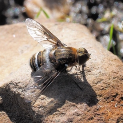 Villa sp. (genus) (Unidentified Villa bee fly) at Booth, ACT - 13 Jan 2019 by KenT