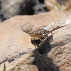 Villa sp. (genus) at Booth, ACT - 14 Jan 2019 09:22 AM