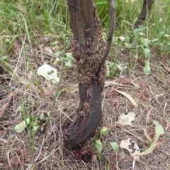 Papyrius nitidus (Shining Coconut Ant) at Denman Prospect, ACT - 1 Feb 2019 by Christine