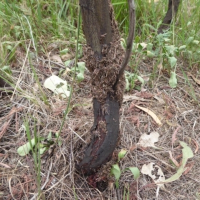 Papyrius nitidus (Shining Coconut Ant) at Denman Prospect, ACT - 1 Feb 2019 by Christine