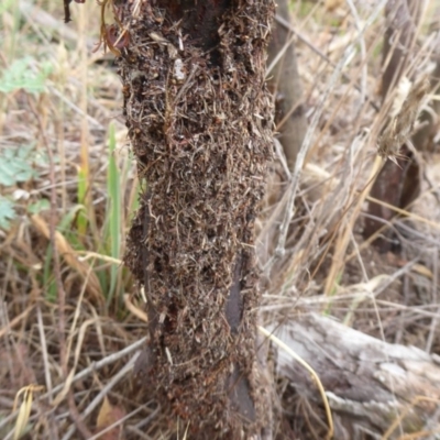 Papyrius nitidus (Shining Coconut Ant) at Denman Prospect, ACT - 1 Feb 2019 by Christine