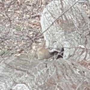 Oryctolagus cuniculus at Symonston, ACT - 1 Feb 2019