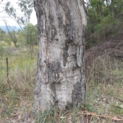 Papyrius nitidus (Shining Coconut Ant) at Denman Prospect, ACT - 1 Feb 2019 by Christine