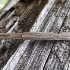 Lepidoscia arctiella (Tower Case Moth) at Denman Prospect, ACT - 1 Feb 2019 by Christine