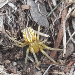 Deliochus sp. (genus) (A leaf curling spider) at Symonston, ACT - 1 Feb 2019 by Mike