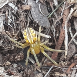 Deliochus sp. (genus) at Symonston, ACT - 1 Feb 2019