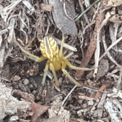 Deliochus sp. (genus) at Symonston, ACT - 1 Feb 2019