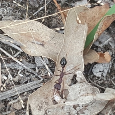 Myrmecia forficata (A Bull ant) at Symonston, ACT - 1 Feb 2019 by Mike
