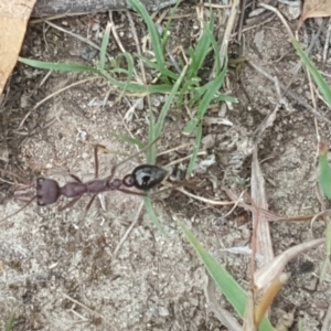 Myrmecia forficata at Symonston, ACT - 1 Feb 2019