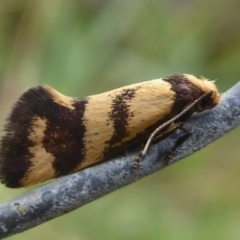 Olbonoma triptycha (Chezela Group) at Denman Prospect, ACT - 1 Feb 2019 by Christine