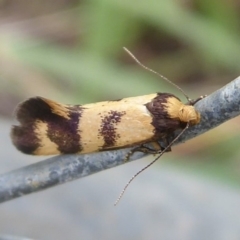 Olbonoma triptycha at Denman Prospect, ACT - 1 Feb 2019