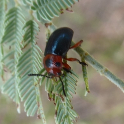 Calomela moorei (Acacia Leaf Beetle) at Denman Prospect, ACT - 1 Feb 2019 by Christine