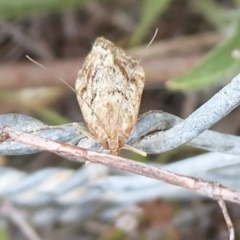 Achyra affinitalis (Cotton Web Spinner, Pyraustinae) at Stromlo, ACT - 1 Feb 2019 by Christine