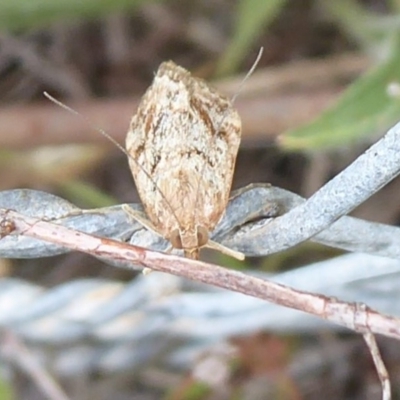 Achyra affinitalis (Cotton Web Spinner, Pyraustinae) at Stromlo, ACT - 1 Feb 2019 by Christine