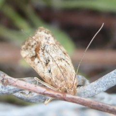 Achyra affinitalis at Stromlo, ACT - 1 Feb 2019 11:35 AM