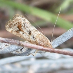 Achyra affinitalis at Stromlo, ACT - 1 Feb 2019 11:35 AM