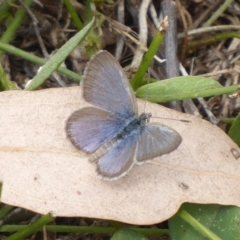 Zizina otis (Common Grass-Blue) at Denman Prospect, ACT - 1 Feb 2019 by Christine