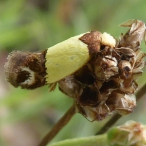 Edosa fraudulens at Denman Prospect, ACT - 1 Feb 2019 12:32 PM