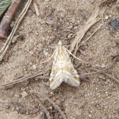 Hellula hydralis (Cabbage Centre Moth) at Stromlo, ACT - 1 Feb 2019 by Christine