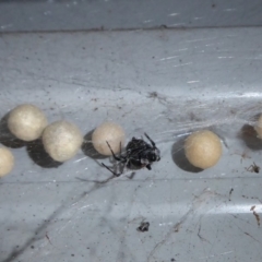 Latrodectus hasselti (Redback Spider) at Flynn, ACT - 2 Feb 2019 by Christine