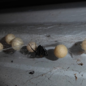 Latrodectus hasselti at Flynn, ACT - 2 Feb 2019 01:19 PM