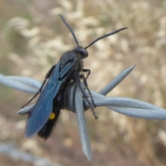 Laeviscolia frontalis (Two-spot hairy flower wasp) at Wallaroo, NSW - 1 Feb 2019 by Christine