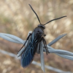 Laeviscolia frontalis at Wallaroo, NSW - 1 Feb 2019 09:14 AM