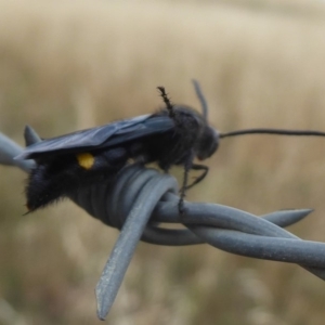 Laeviscolia frontalis at Wallaroo, NSW - 1 Feb 2019 09:14 AM