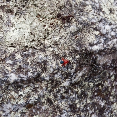 Nicodamidae (family) (Red and Black Spider) at Booth, ACT - 1 Feb 2019 by KMcCue