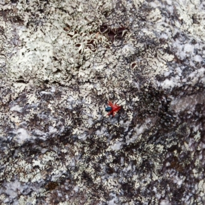 Nicodamidae (family) (Red and Black Spider) at Booth, ACT - 31 Jan 2019 by KMcCue