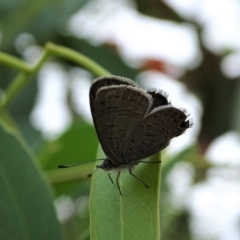 Acrodipsas myrmecophila (Small Ant-blue Butterfly) at Symonston, ACT - 1 Feb 2019 by Mike