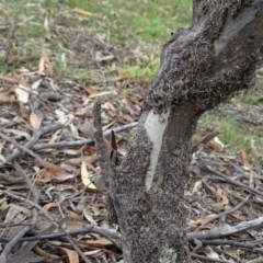 Papyrius nitidus at Symonston, ACT - suppressed