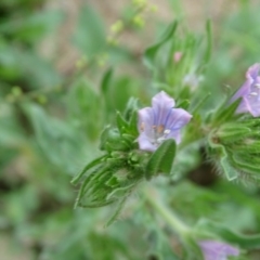 Echium plantagineum at Symonston, ACT - 1 Feb 2019