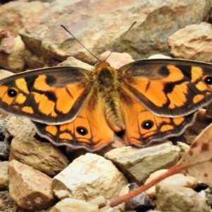 Heteronympha penelope at Paddys River, ACT - 1 Feb 2019 01:48 PM