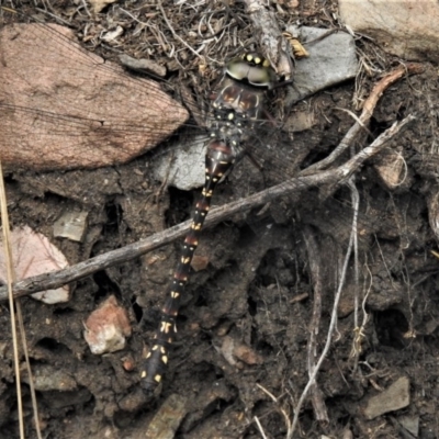 Austroaeschna multipunctata (Multi-spotted Darner) at Paddys River, ACT - 1 Feb 2019 by JohnBundock