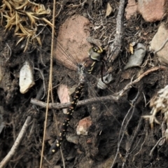 Austroaeschna multipunctata at Paddys River, ACT - 1 Feb 2019