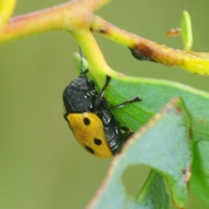 Cadmus (Cadmus) litigiosus at Nimmo, NSW - 30 Jan 2019