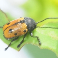 Cadmus (Cadmus) litigiosus at Nimmo, NSW - 30 Jan 2019