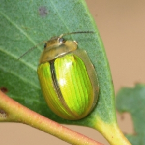 Paropsisterna hectica at Nimmo, NSW - 30 Jan 2019