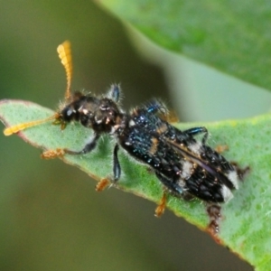 Scrobiger splendidus at Nimmo, NSW - 30 Jan 2019