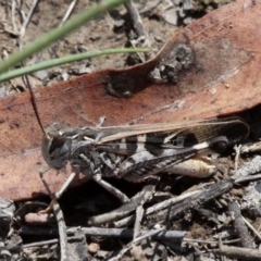 Oedaleus australis (Australian Oedaleus) at Amaroo, ACT - 27 Jan 2019 by HarveyPerkins