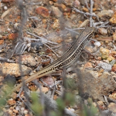 Ctenotus orientalis (Oriental Striped-skink) at Amaroo, ACT - 27 Jan 2019 by HarveyPerkins