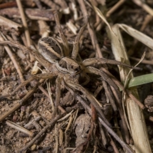 Lycosidae (family) at Tuggeranong DC, ACT - 27 Jan 2019 09:39 PM