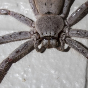 Isopeda sp. (genus) at Tuggeranong DC, ACT - 27 Jan 2019