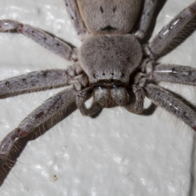 Isopeda sp. (genus) (Huntsman Spider) at Tuggeranong DC, ACT - 27 Jan 2019 by WarrenRowland