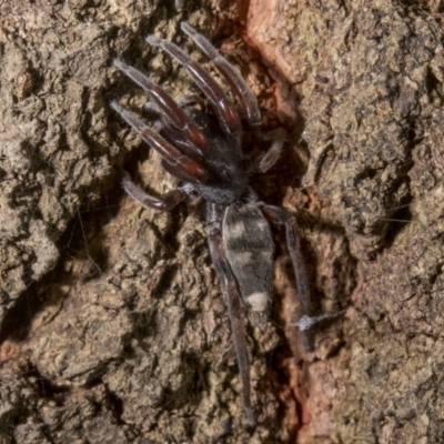 Lampona cylindrata (White-tailed Spider) at Tuggeranong DC, ACT - 27 Jan 2019 by WarrenRowland