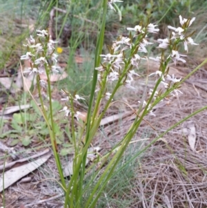 Paraprasophyllum alpestre at Cotter River, ACT - 27 Jan 2019