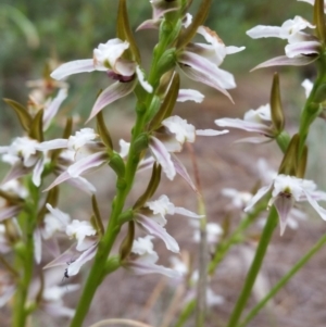 Paraprasophyllum alpestre at Cotter River, ACT - 27 Jan 2019